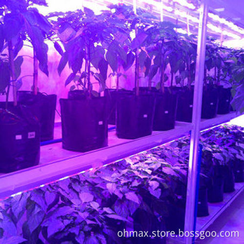 LED grow light, 36W tube, to replace traditional fluorescent tube, growing pepper/lettuce/cabbage